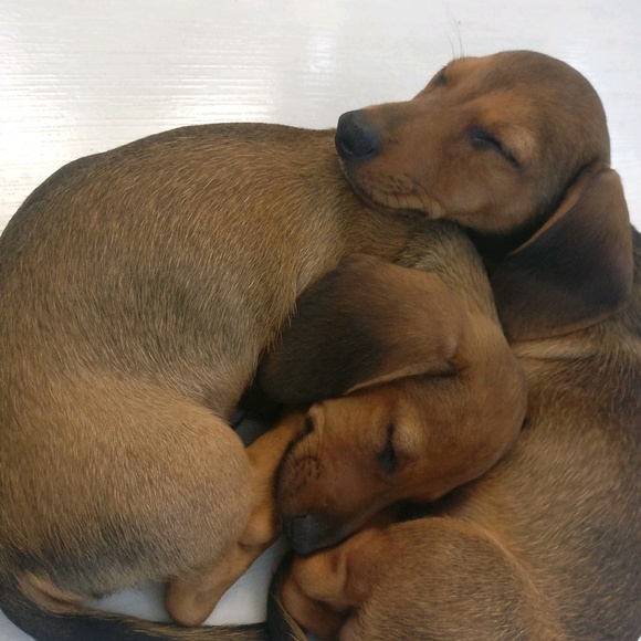 Meet your Posher, Danika - Picture 1 of 1